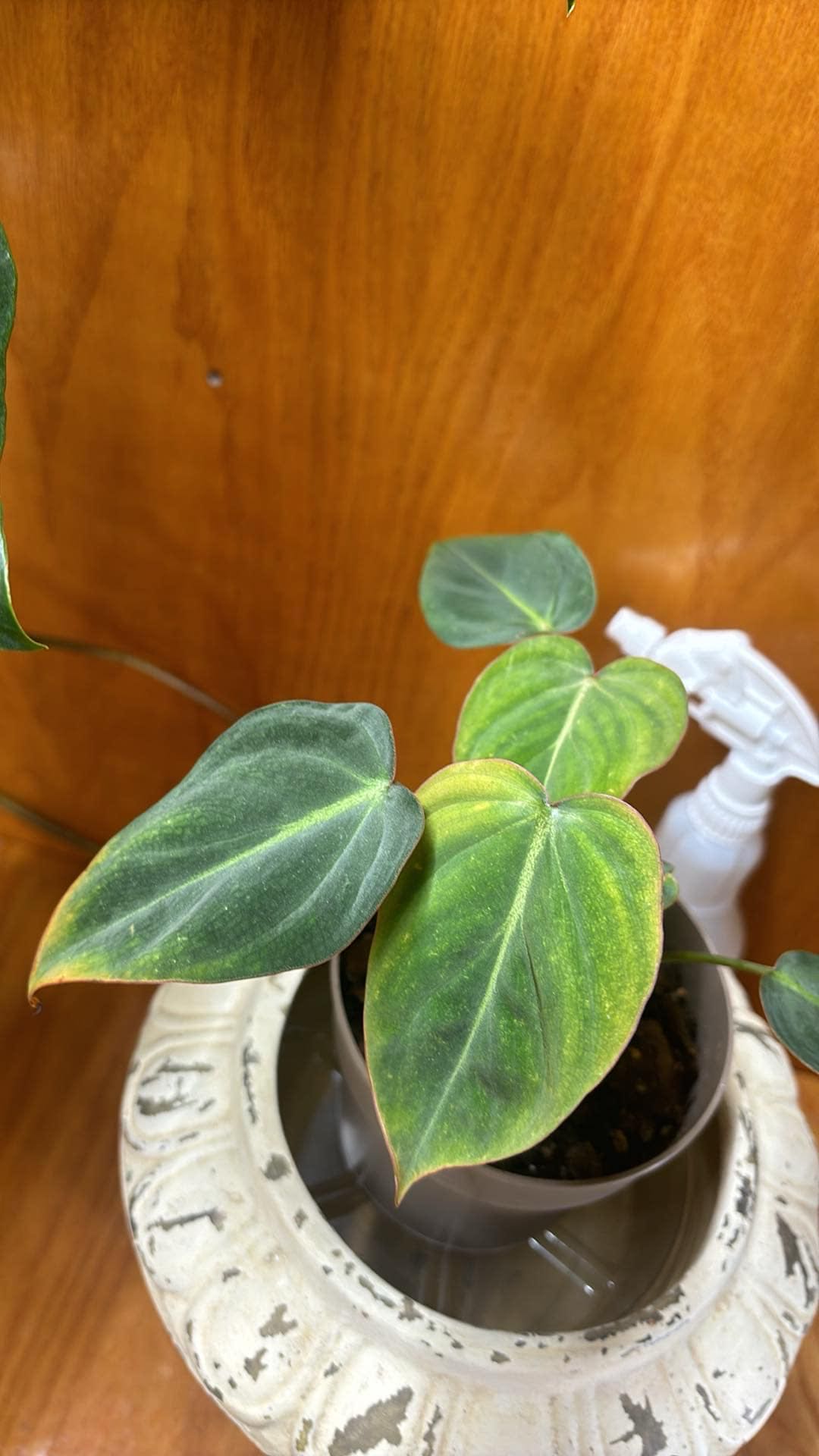 Photo from the post