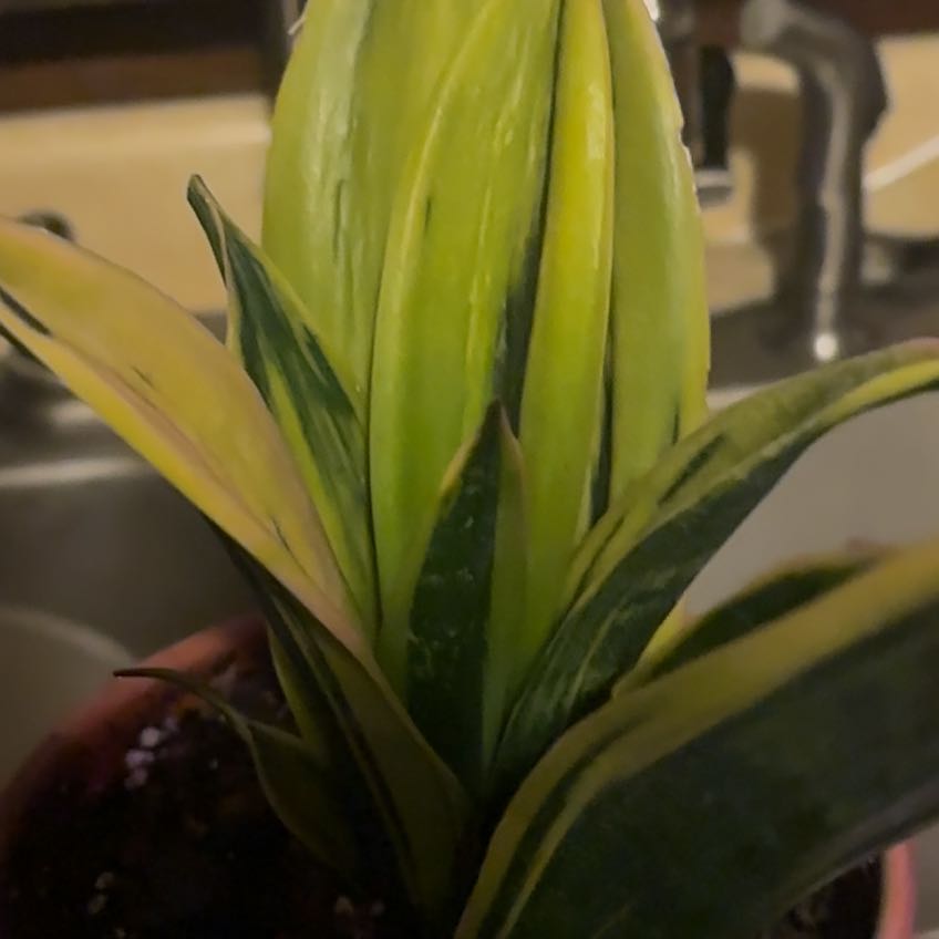 Photo of the plant species Gold Flame Snake Plant by @PlantMimi named Wall-E on Greg, the plant care app