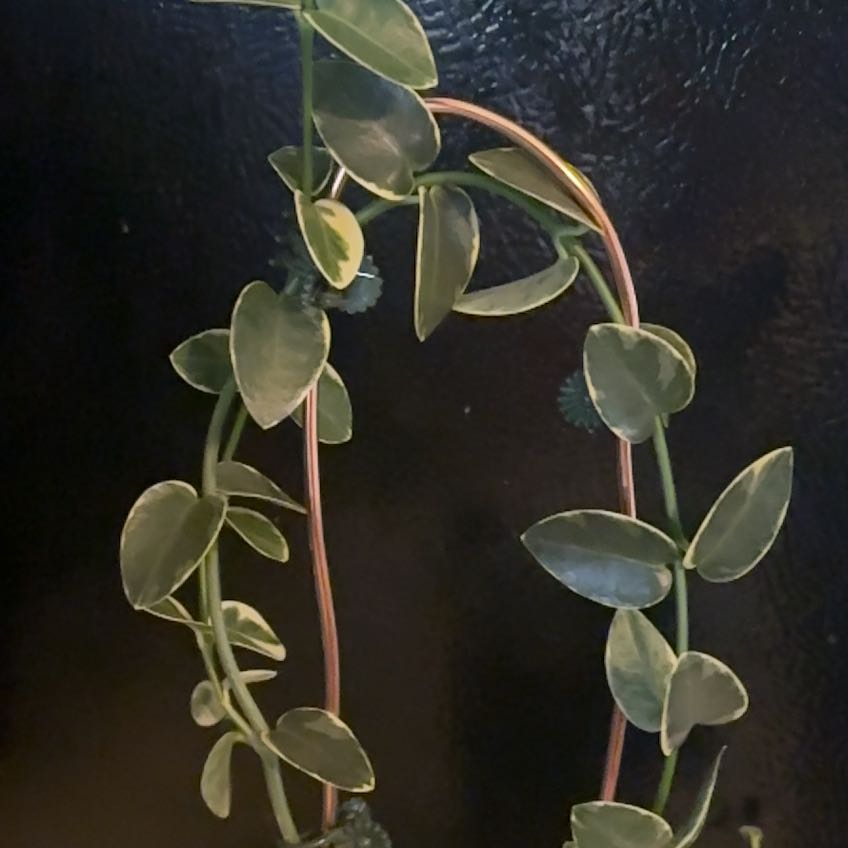 Photo of the plant species Variegated Hoya cumingiana by @PlantMimi named Cumingiana on Greg, the plant care app