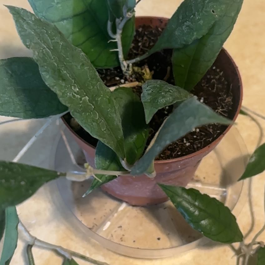 Photo of the plant species Hoya finlaysonii 'Dark Flower' by @PlantMimi named Drake on Greg, the plant care app