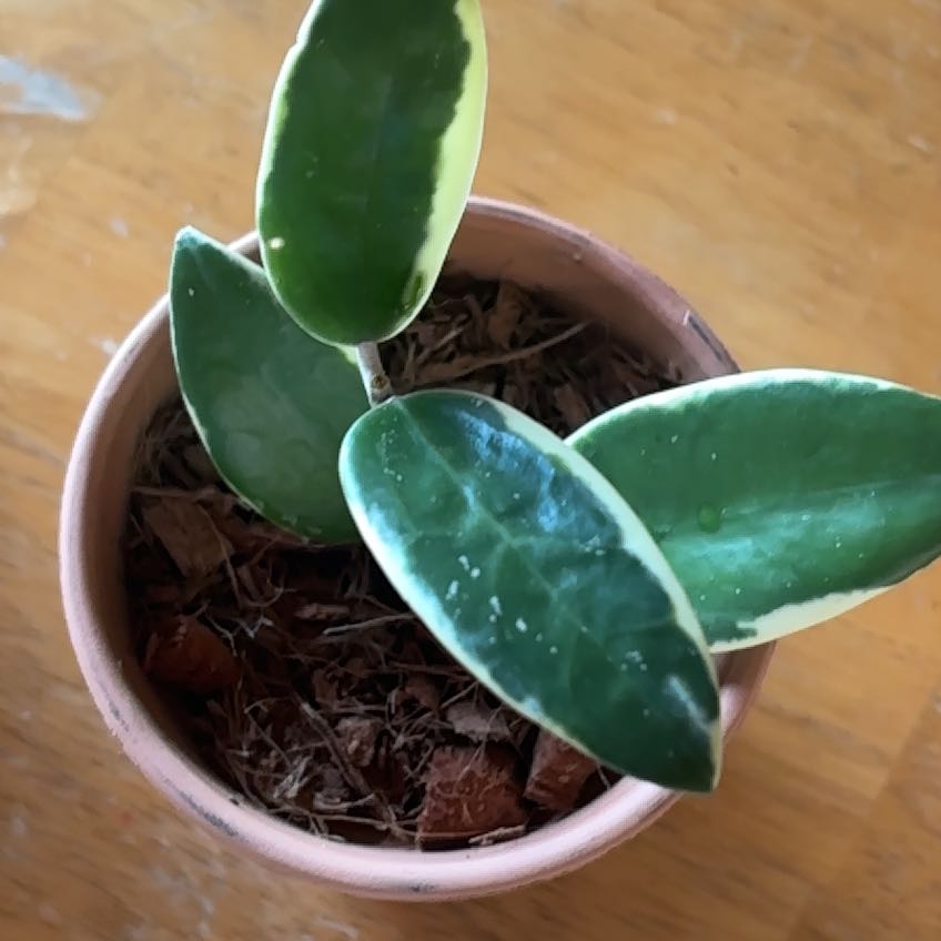 Photo of the plant species Hoya Albo by @PlantMimi named Al on Greg, the plant care app