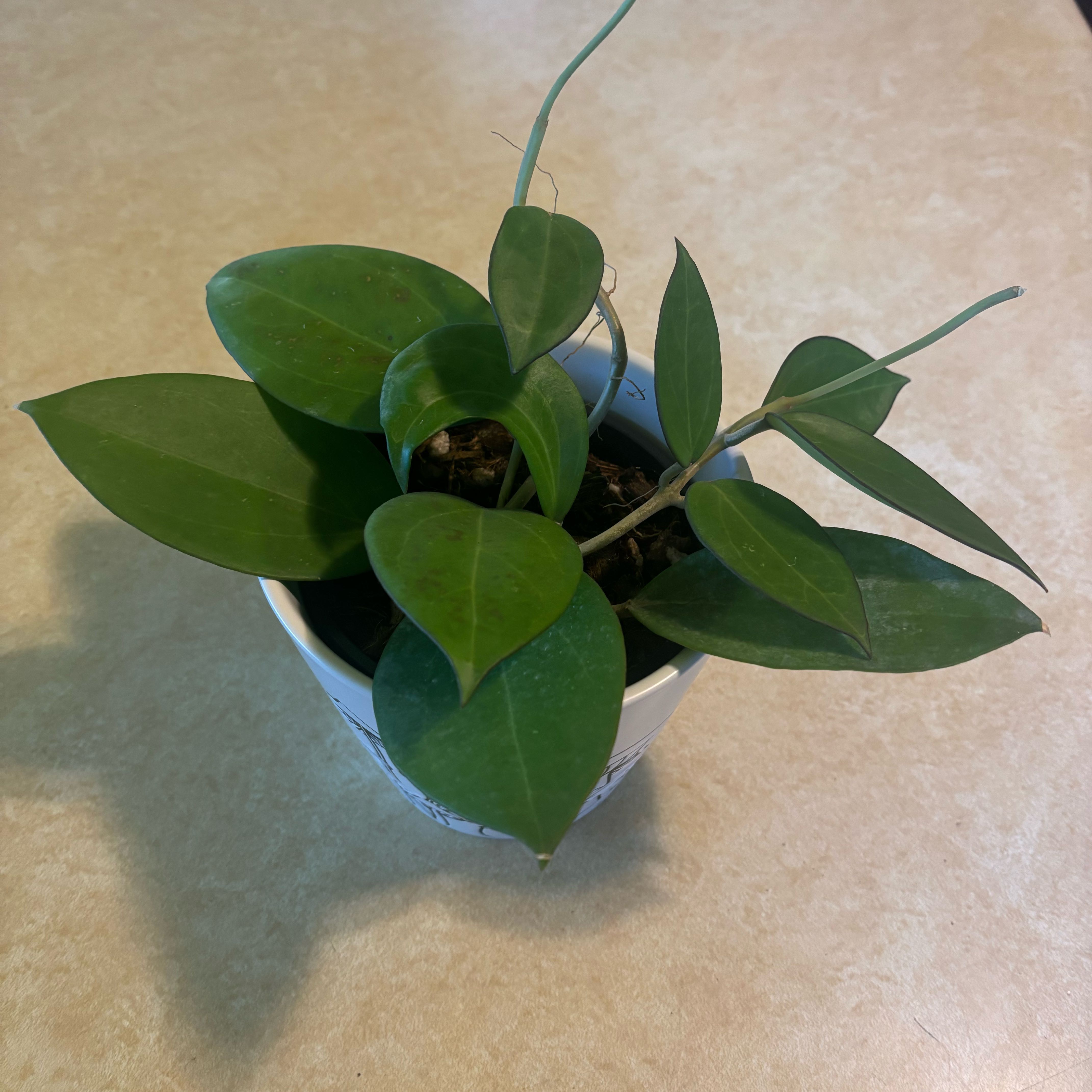 Photo of the plant species Hoya patcharawalai023 by @PlantMimi named Bodhi on Greg, the plant care app