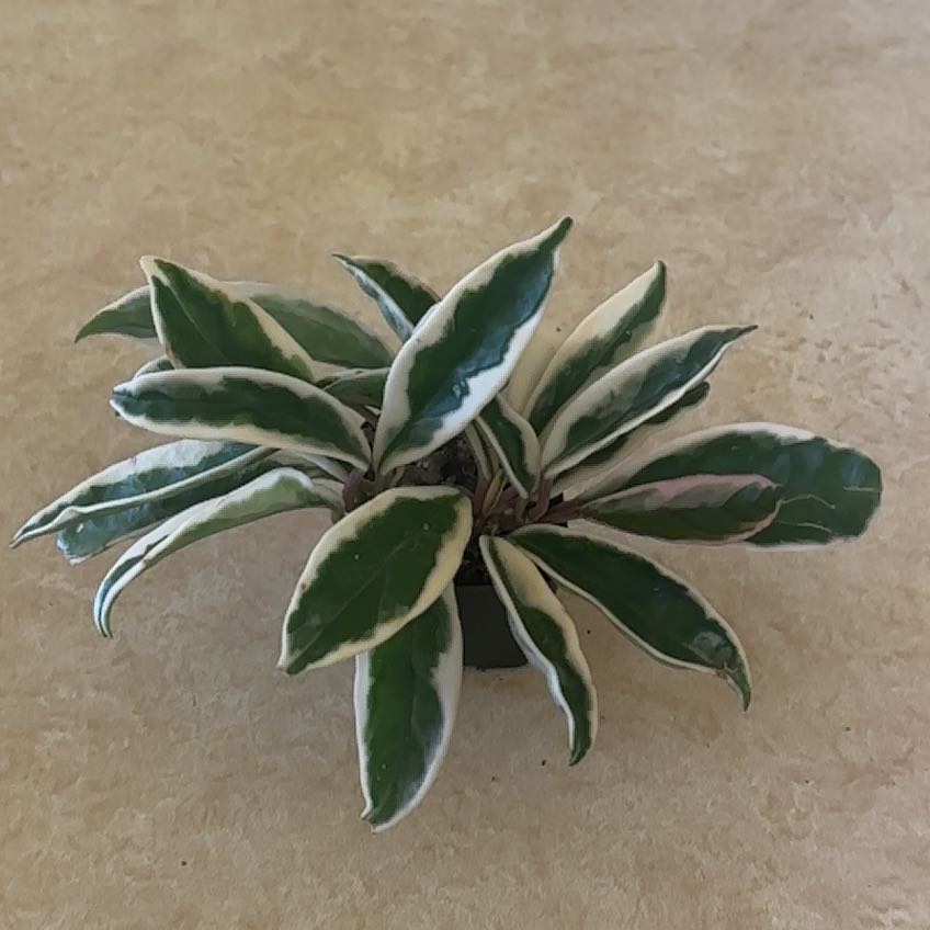Photo of the plant species Hoya Suzie Q by @PlantMimi named Suzie on Greg, the plant care app