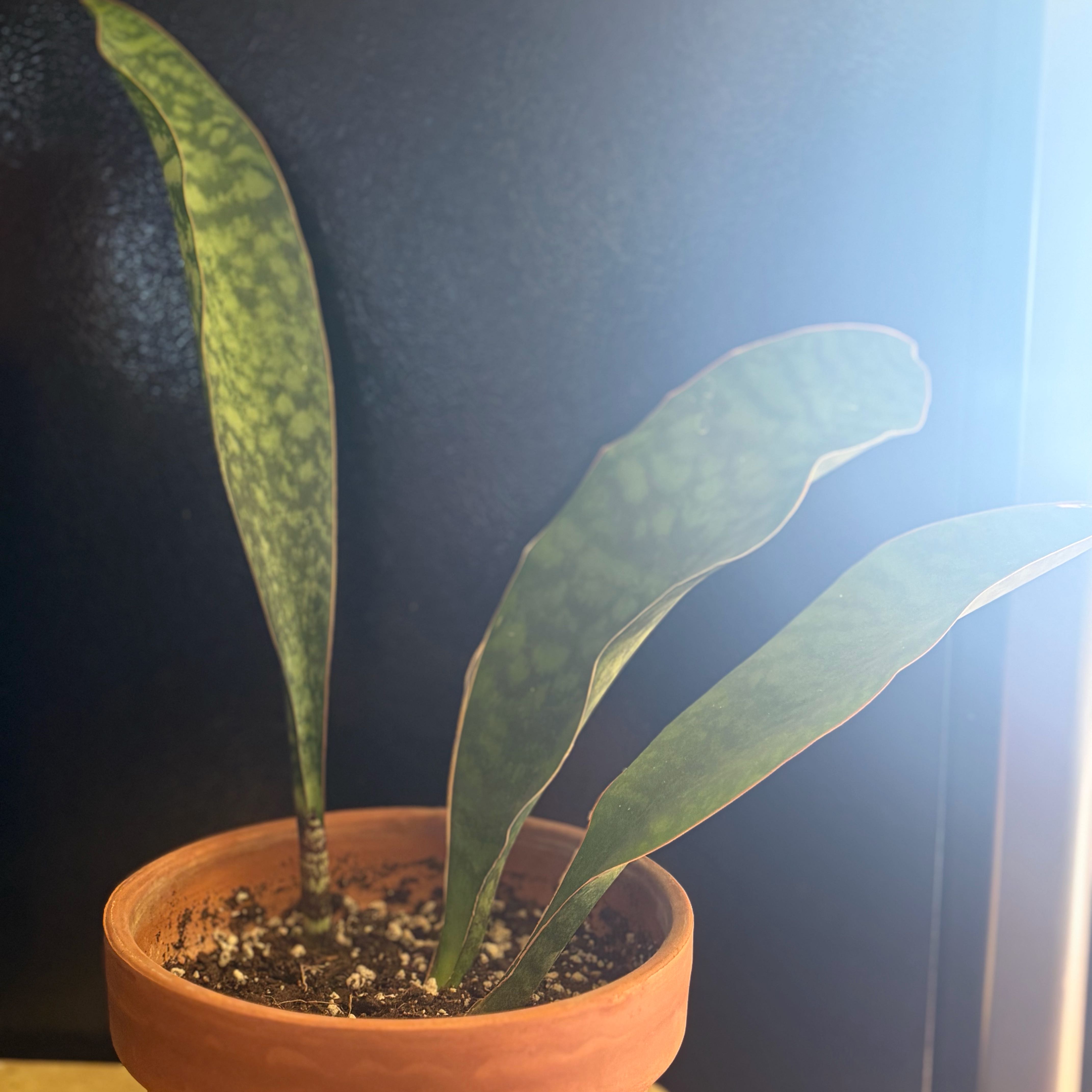 Photo of the plant species Whalefin Snake Plant by @PlantMimi named Fin on Greg, the plant care app