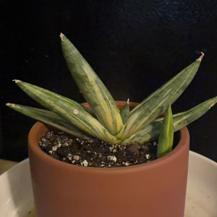Photo of the plant species Variegated Starfish Snakeplant by @PlantMimi named Peach on Greg, the plant care app