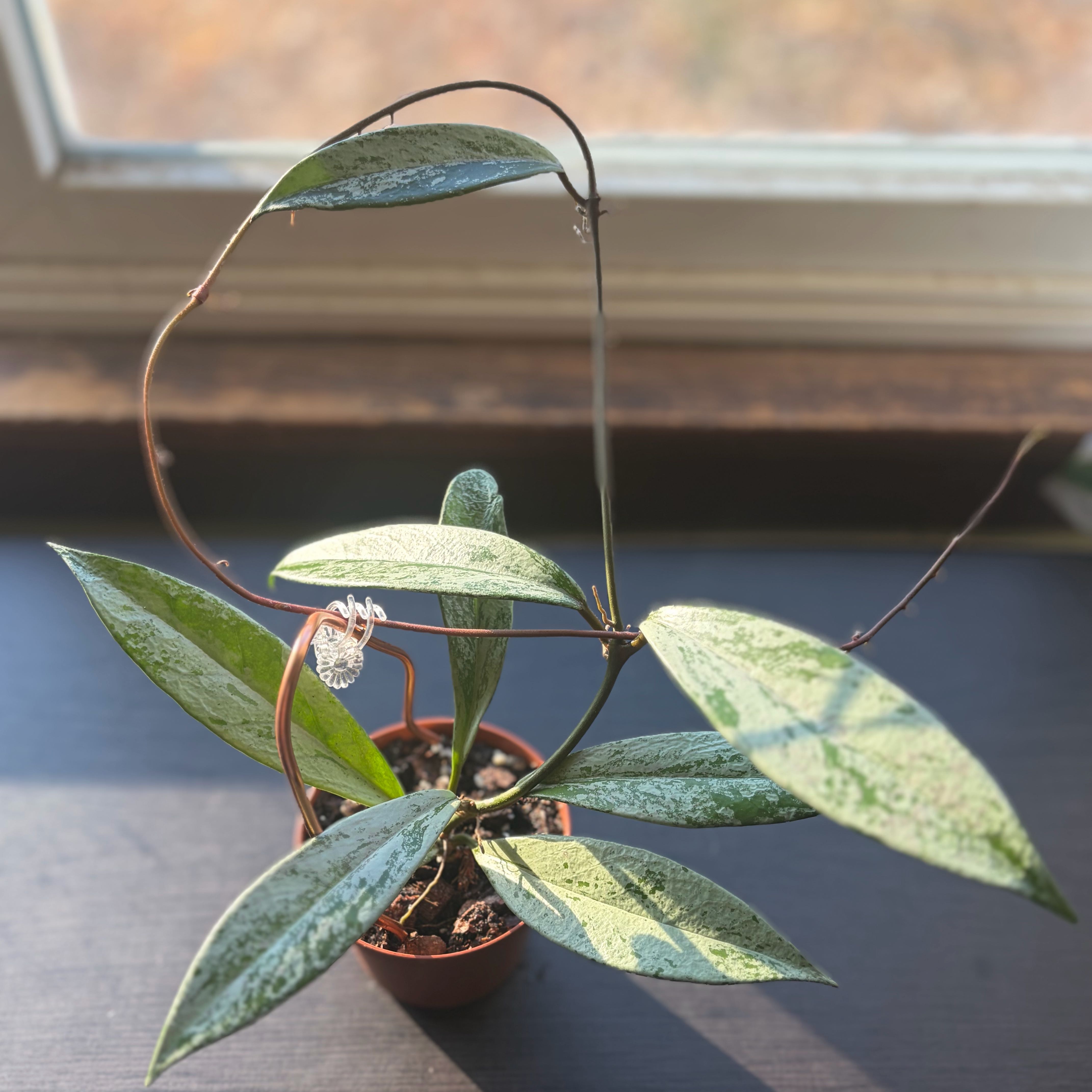 Photo of the plant species Hoya publicalyx 'Pink Silver Ghost' by @PlantMimi named PSG on Greg, the plant care app