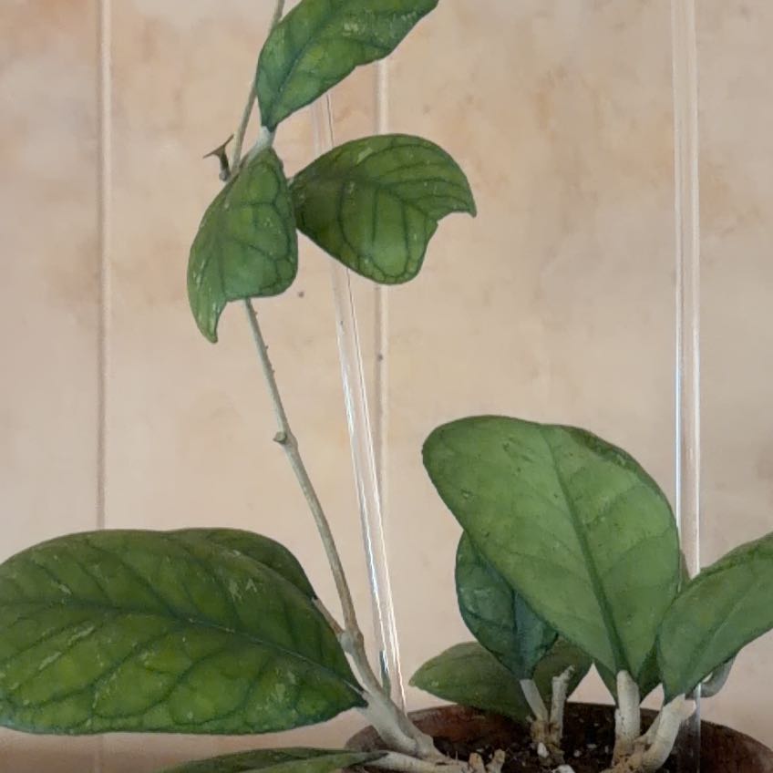 Photo of the plant species Hoya Deykeae by @PlantMimi named Beckham on Greg, the plant care app