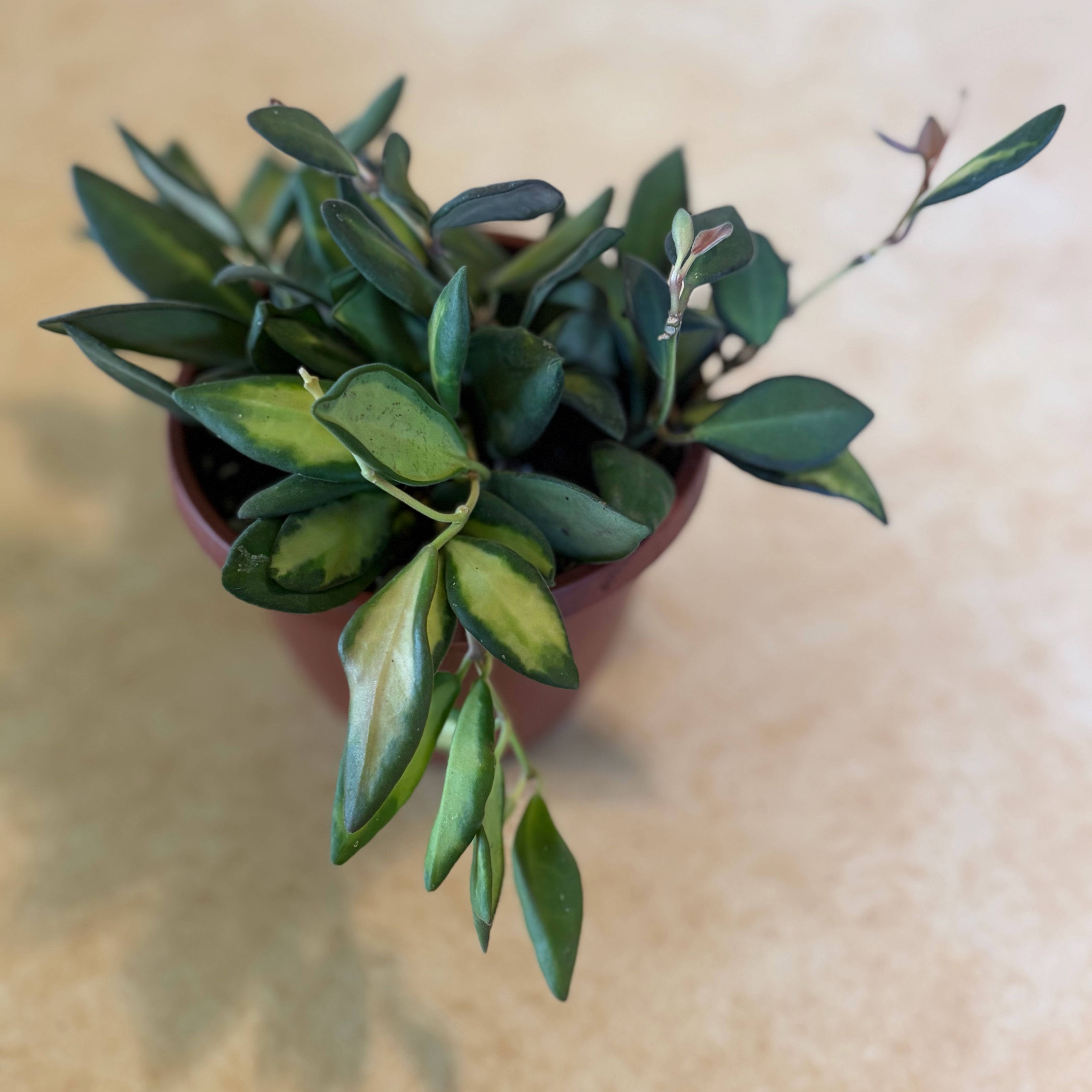 Photo of the plant species hoya burtoniae variegata by @PlantMimi named Lebron on Greg, the plant care app
