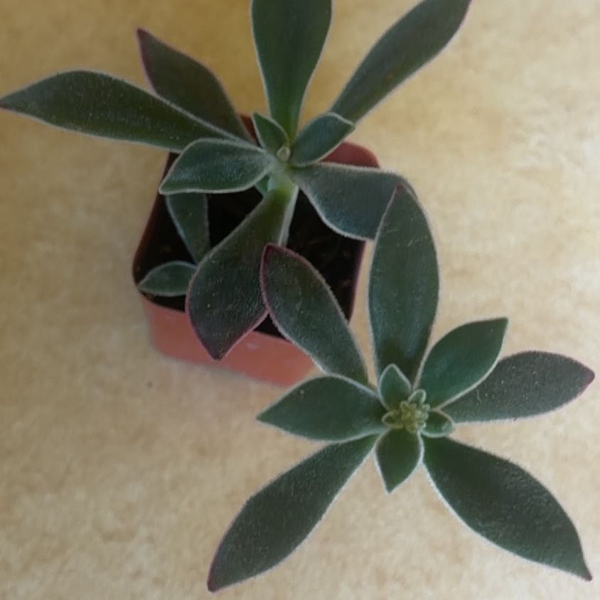 Photo of the plant species Ruby Slippers by @PlantMimi named Dorothy on Greg, the plant care app