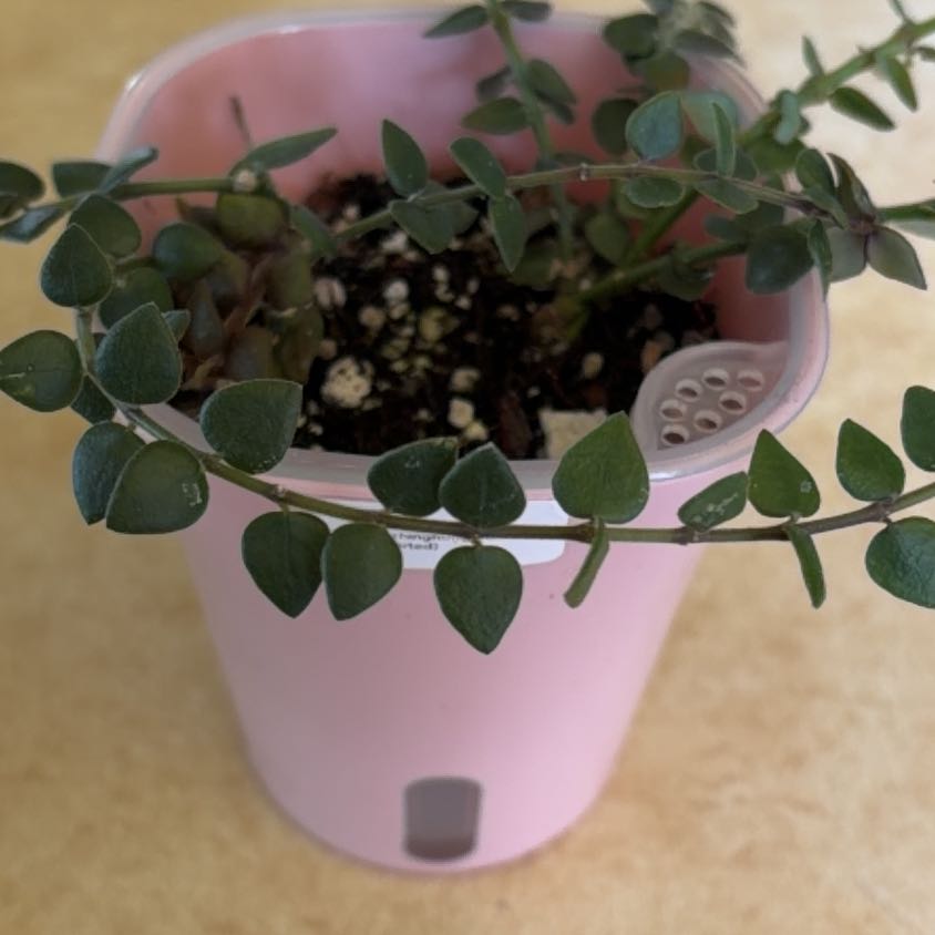 Photo of the plant species Hoya Chinghungensis by @PlantMimi named Ching on Greg, the plant care app