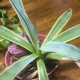Photo of the plant species Smooth Agave by @CuddlyRustyfig named Gates on Greg, the plant care app