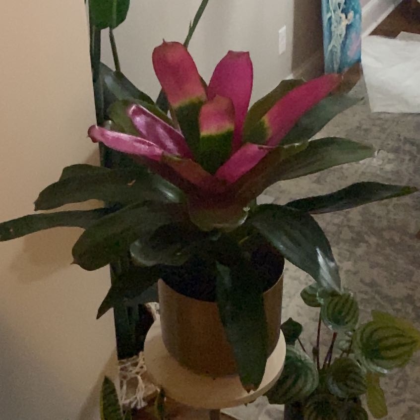 Photo of the plant species Neoregelia 'Magali' by @PrettyKoreanfir named Baesil on Greg, the plant care app