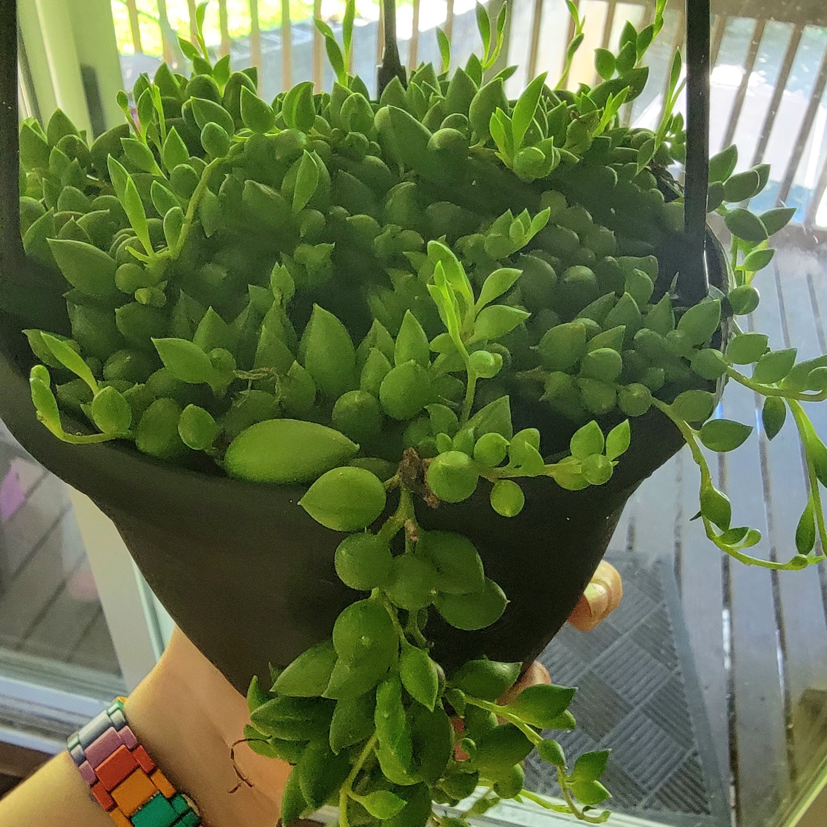 Healthy String of Raindrops plant in a hanging pot, held by a hand.