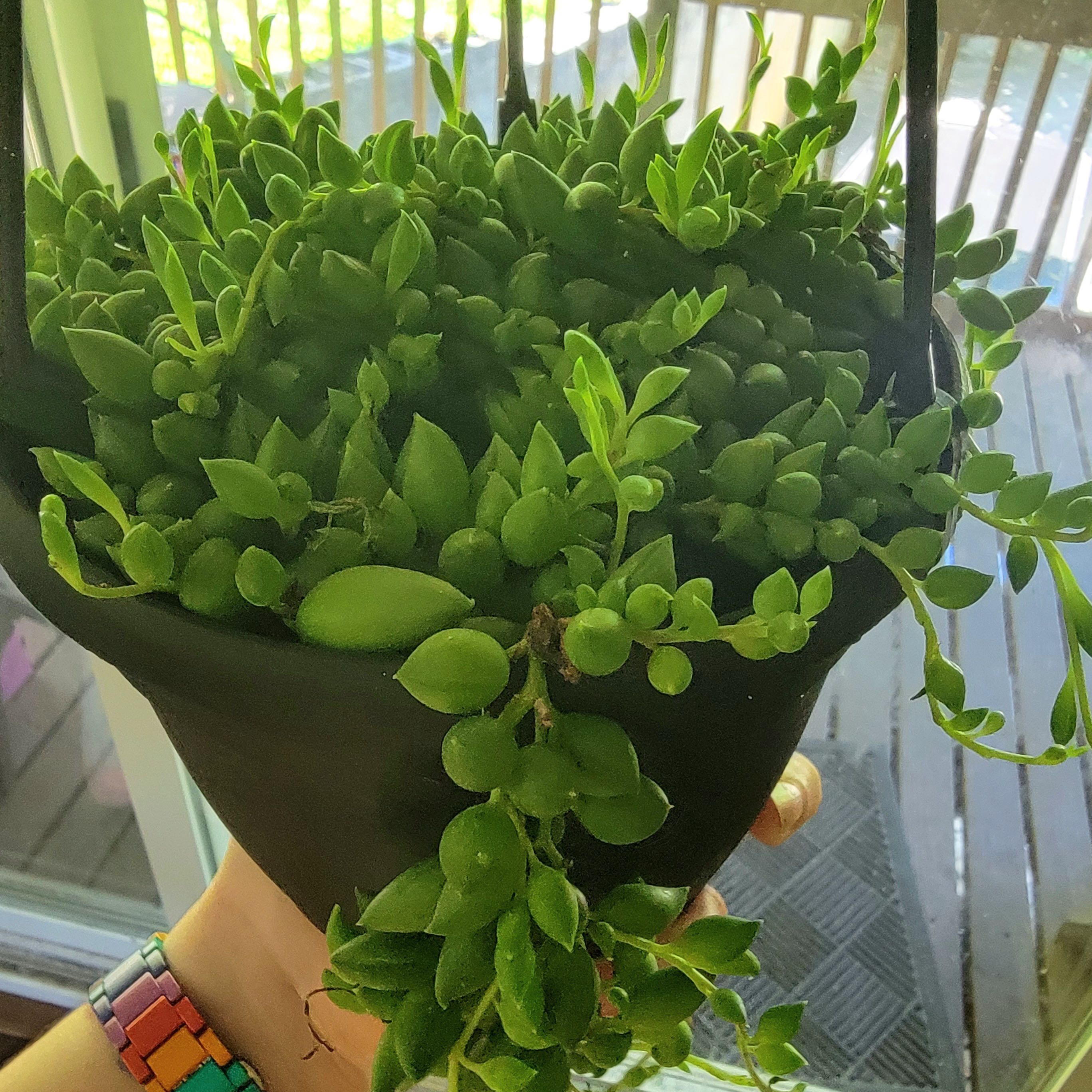 Healthy String of Raindrops plant in a hanging pot, held by a hand.