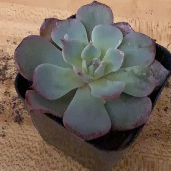 Photo of the plant species Echeveria Laulensis by @PrincessPixel named Michelle Branch on Greg, the plant care app