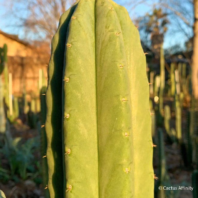 Photo of the plant species Juul's Giant Cactus by @FavoredJicaro named Forrest on Greg, the plant care app