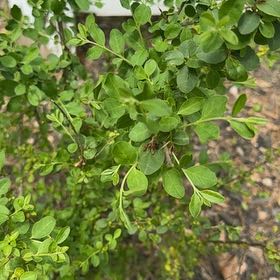 Photo of the plant species Wild Lime by @CaringMaitake named Nemo on Greg, the plant care app