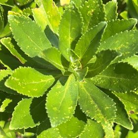 Photo of the plant species Japanese Spindle by @CaringMaitake named Hemingway on Greg, the plant care app