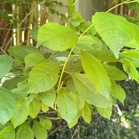 Photo of the plant species Winterberry by @CaringMaitake named Mochi on Greg, the plant care app