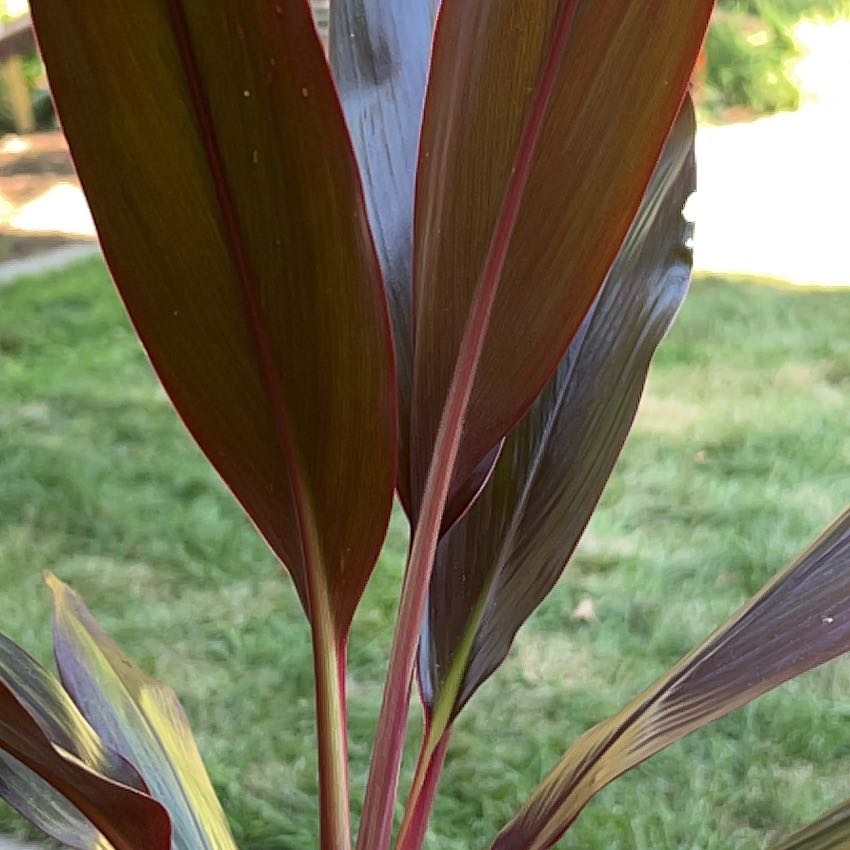 Photo of the plant species Cordyline by @TowheadCreative named Anne on Greg, the plant care app