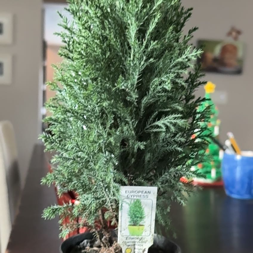 Photo of the plant species European Tree by @TowheadCreative named Elwood on Greg, the plant care app