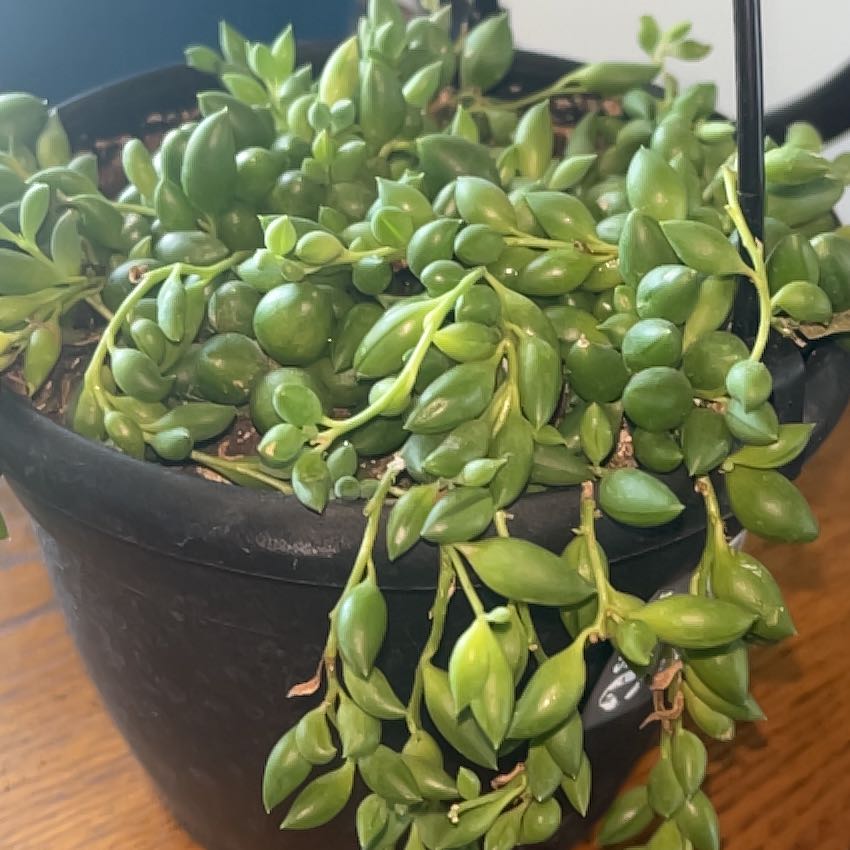 String of Raindrops plant in a black pot with vibrant green leaves.