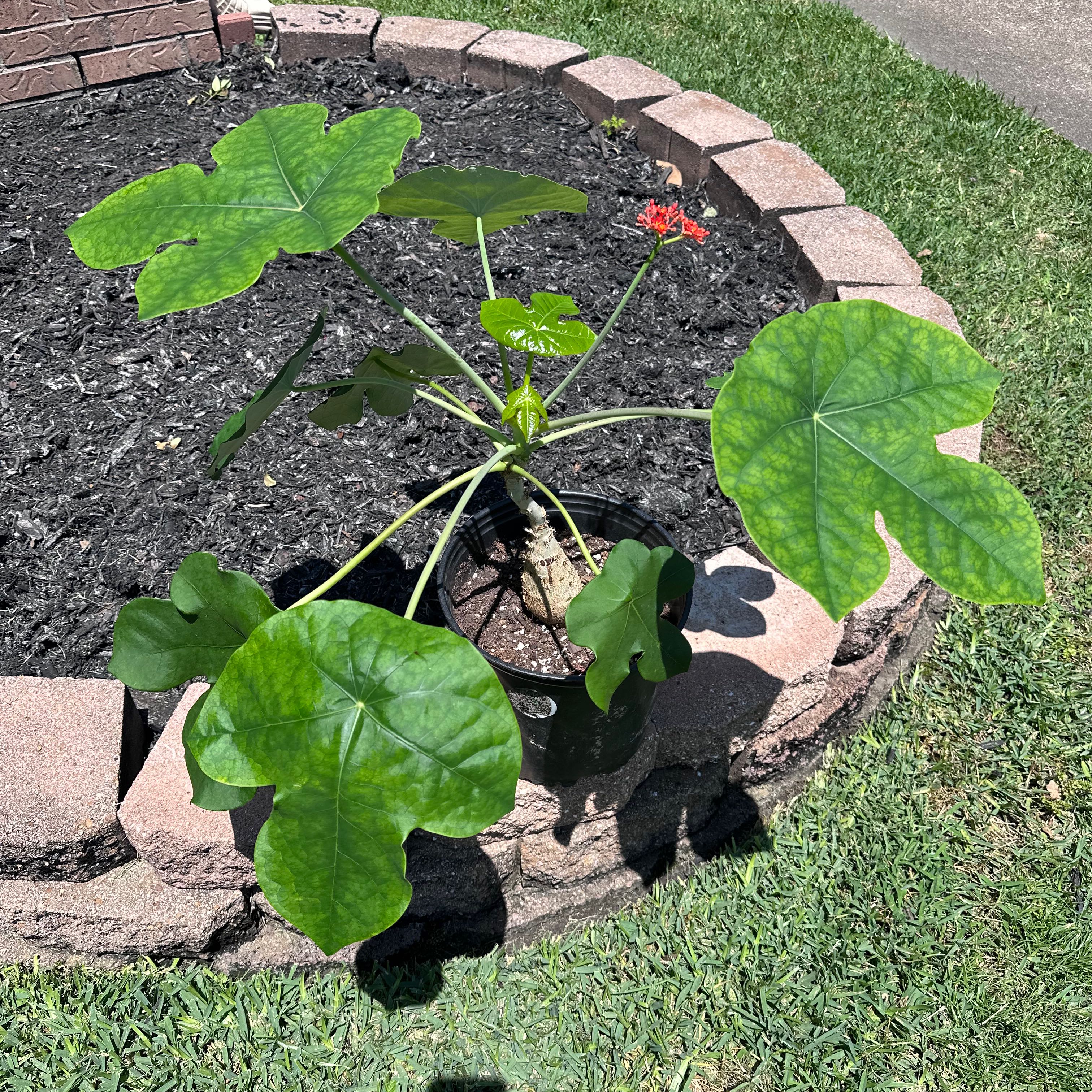 Buddha Belly Plant with large green leaves and a small red flower in a garden bed.