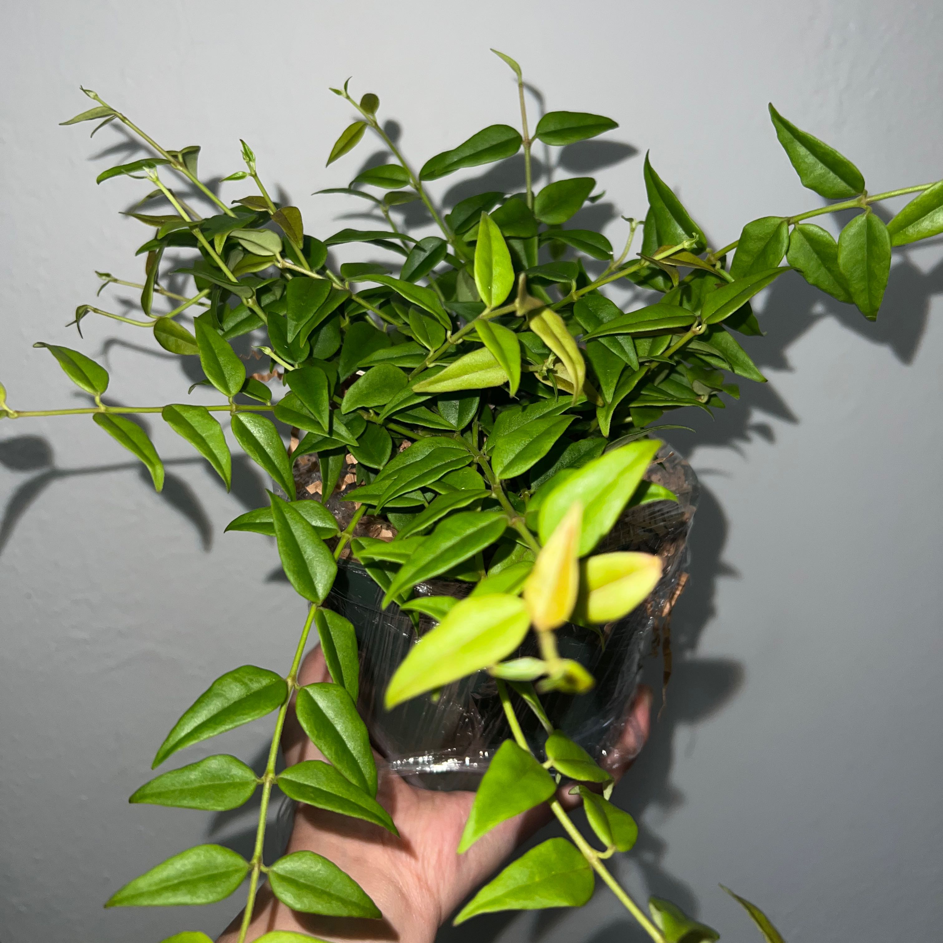 Photo of the plant species Hoya Bella by @GGGrowww named Bebe on Greg, the plant care app