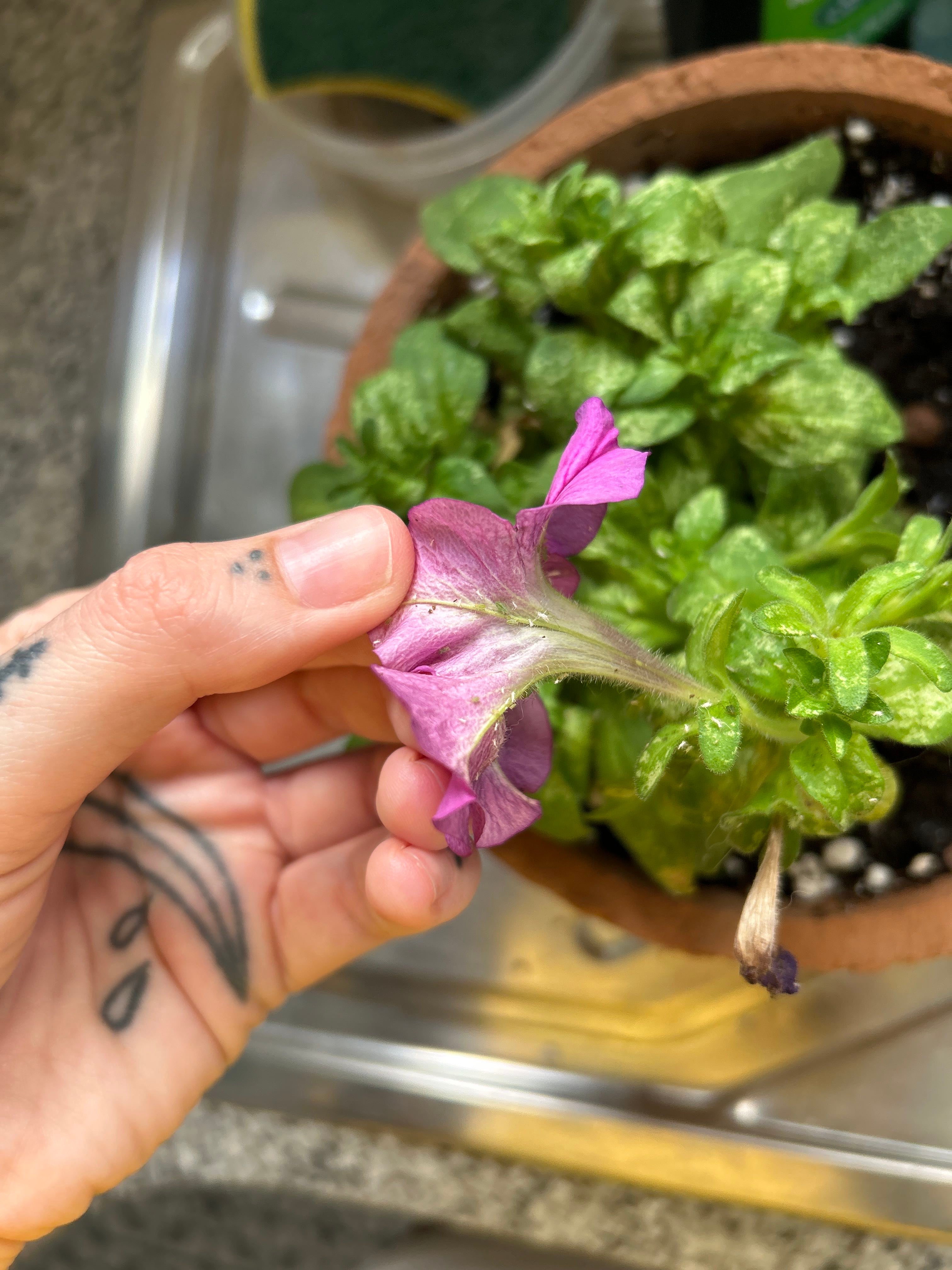 Best Pot for Petunia 'Easy Wave Lavender Sky Blue' 🌸