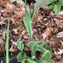 Garden Tulip plant