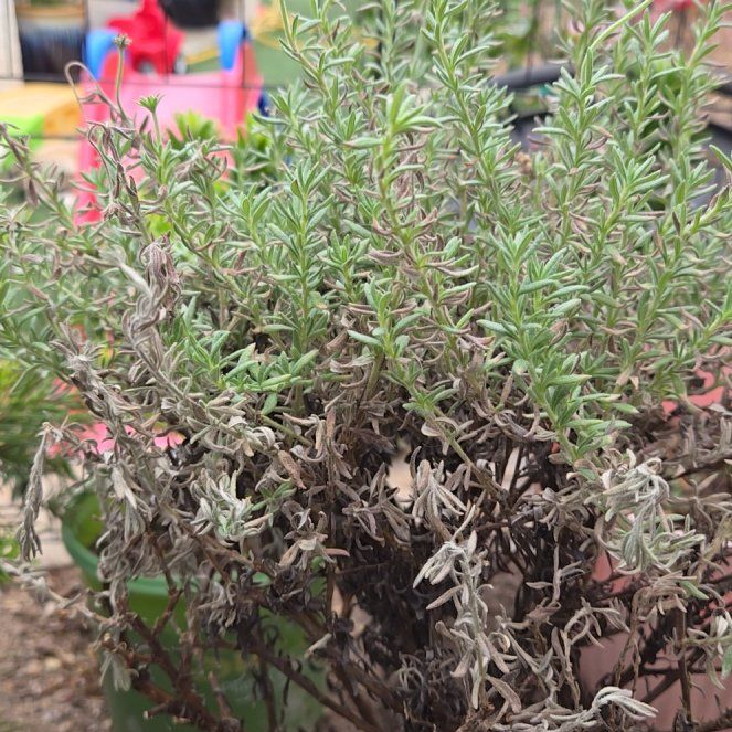 Photo of the plant species Eriogonum fastigiatum by @loveflamingos named McKinley on Greg, the plant care app