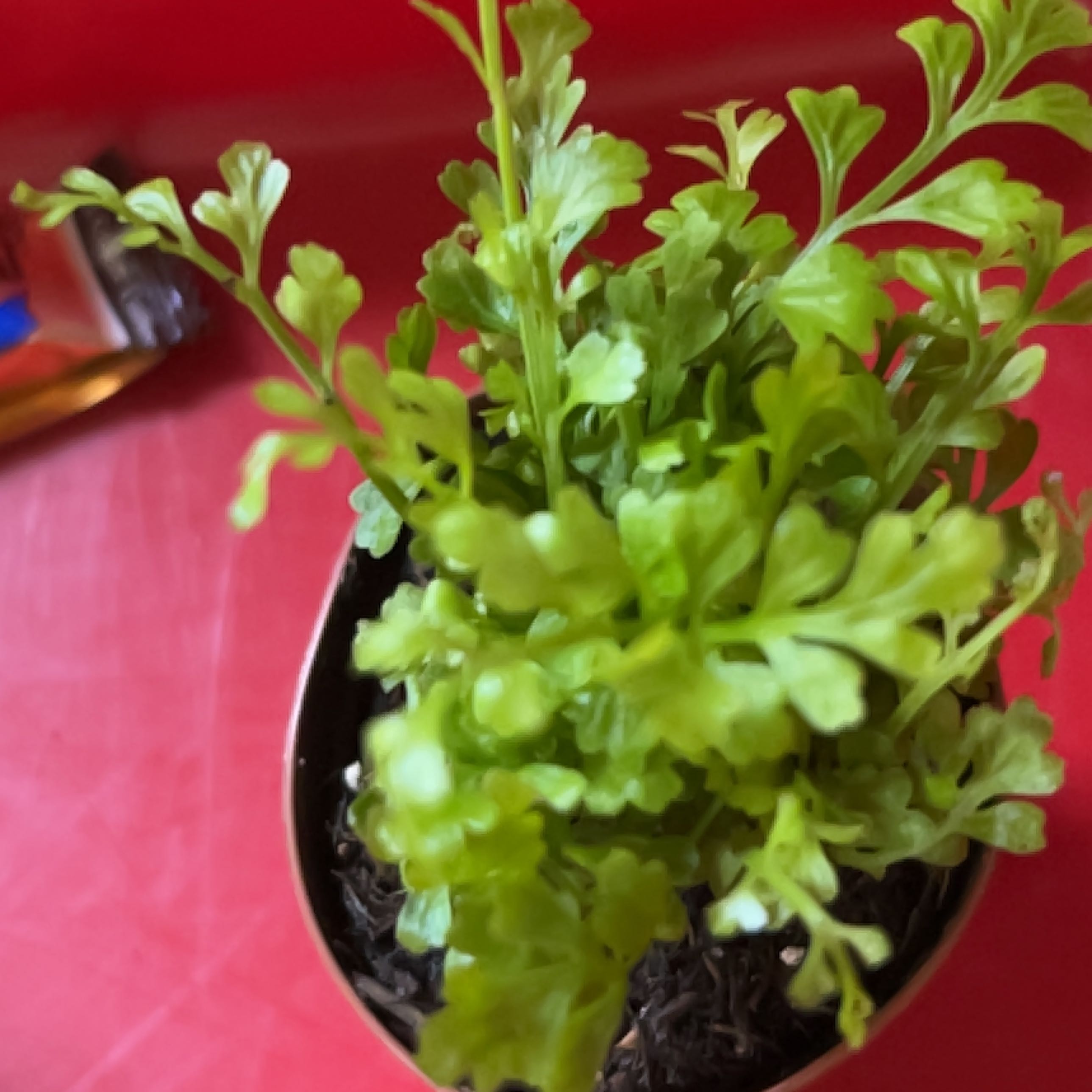 Photo of the plant species Jersey Fern by @MotherPaleflax named Darwin on Greg, the plant care app