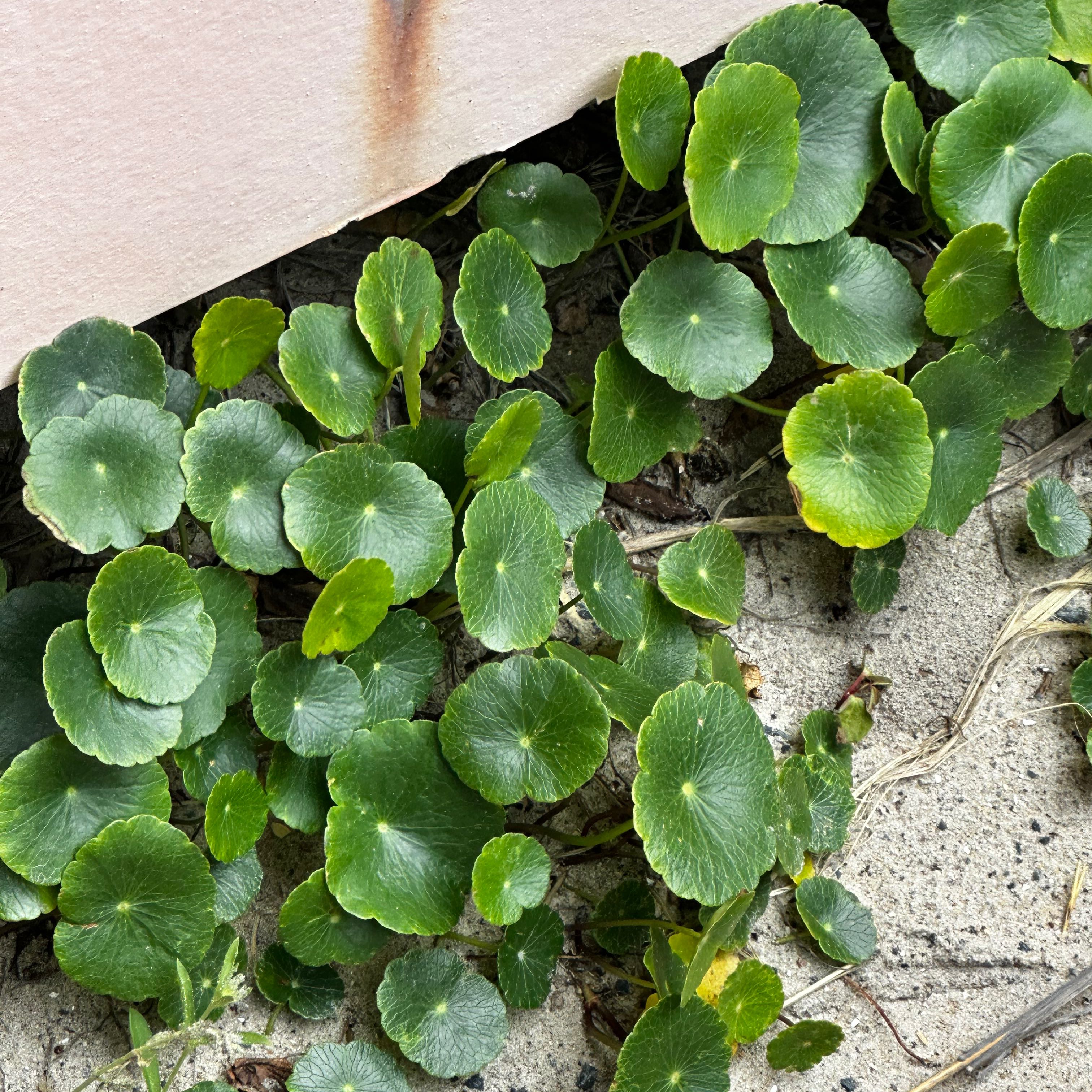 Manyflower Marshpennywort plant with round green leaves and slight yellowing at the edges, growing in sandy soil.