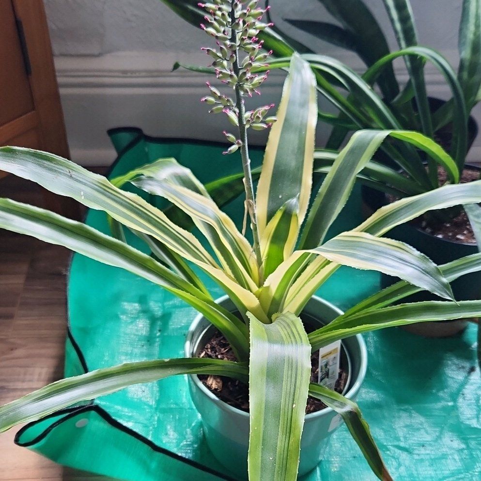 Photo of the plant species Bromeliad Neoregelia 'Donger' by @EstheticLichen named Ronaldo on Greg, the plant care app
