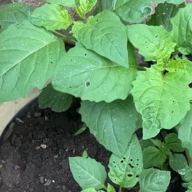 Photo of the plant species Black Nightshade by @GutsySeaoxeye named Sigmund on Greg, the plant care app