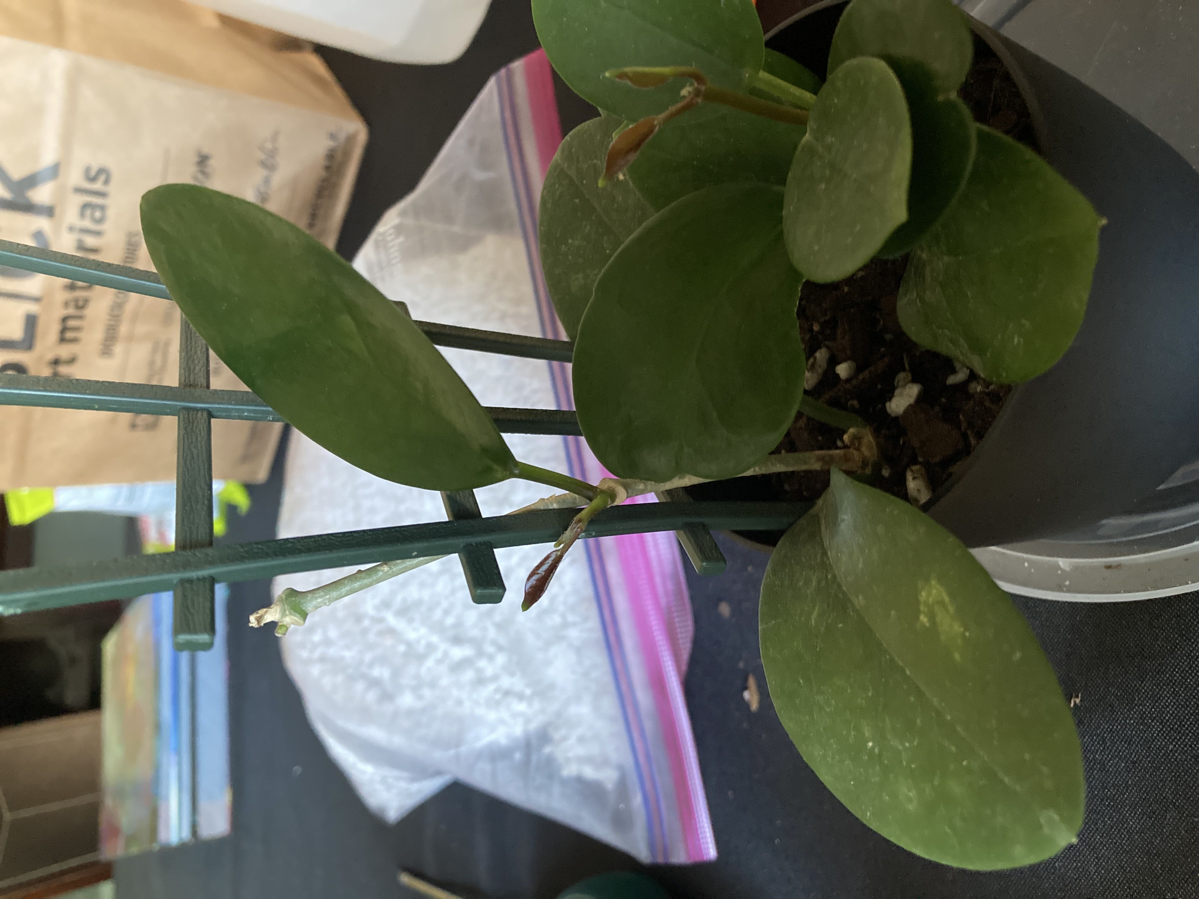Photo from the post