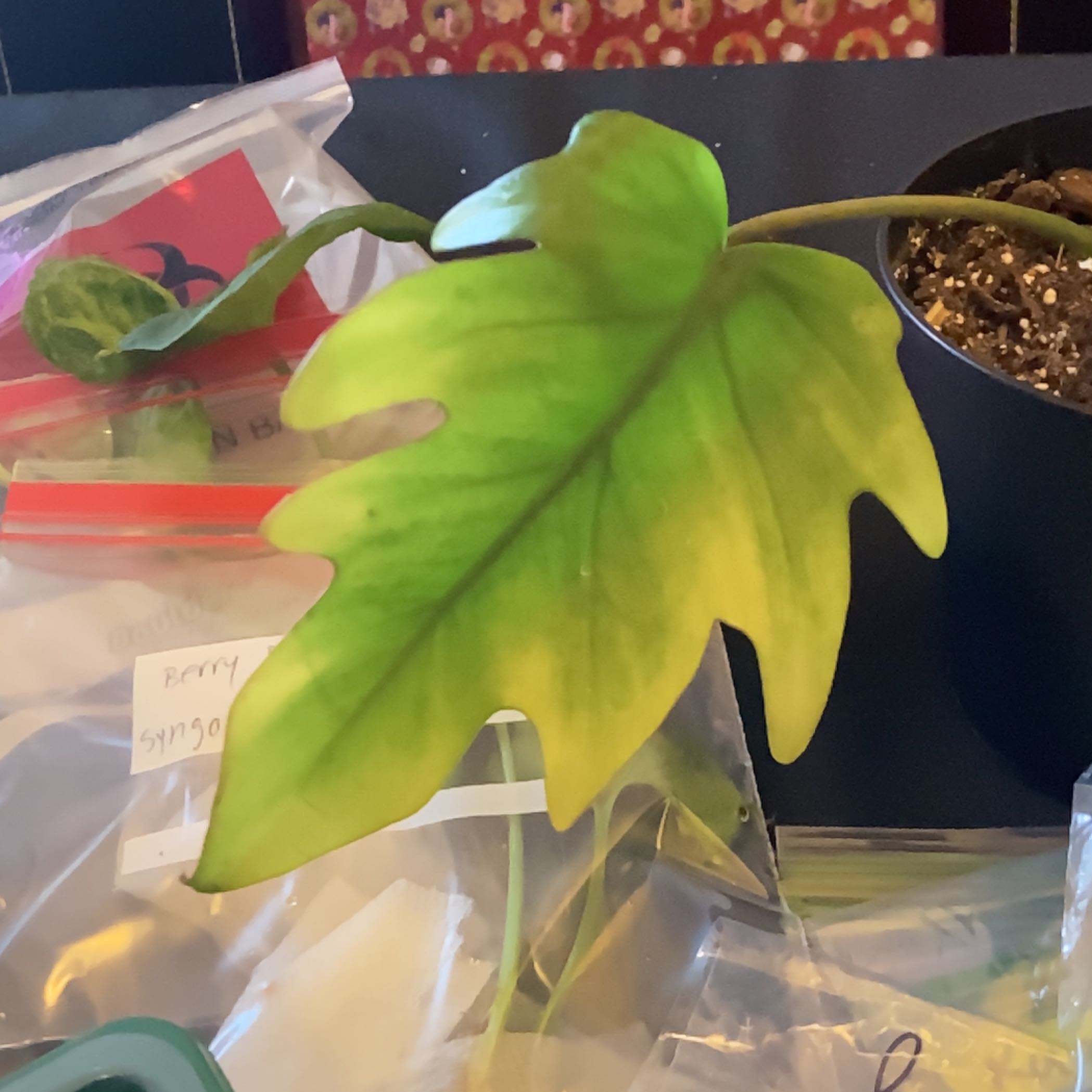 Philodendron mayoi plant with a yellowing leaf and visible soil in the background.