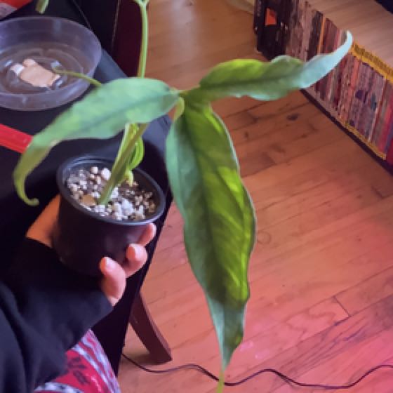 Photo of the plant species Syngonium 'Lance Leaf' by @BeamingMahoe named Bodhi on Greg, the plant care app