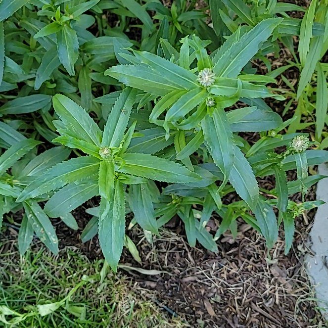 Photo of the plant species Double Apricot Hibiscus by @DynamoBlue named Sir Plancelot on Greg, the plant care app
