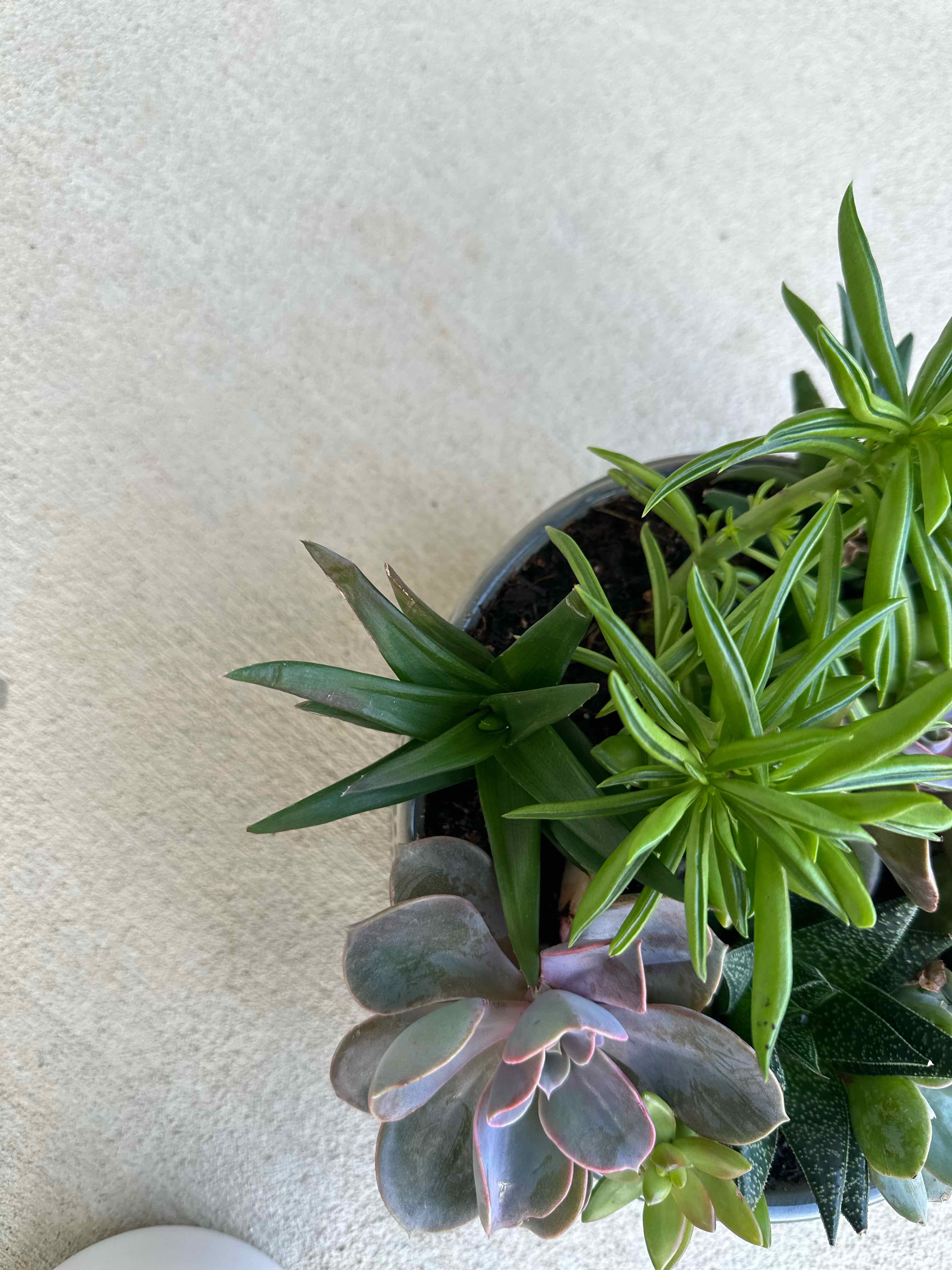 Potted false Aloe plant with vibrant green leaves and other succulents.