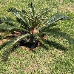 Sago Palm plant