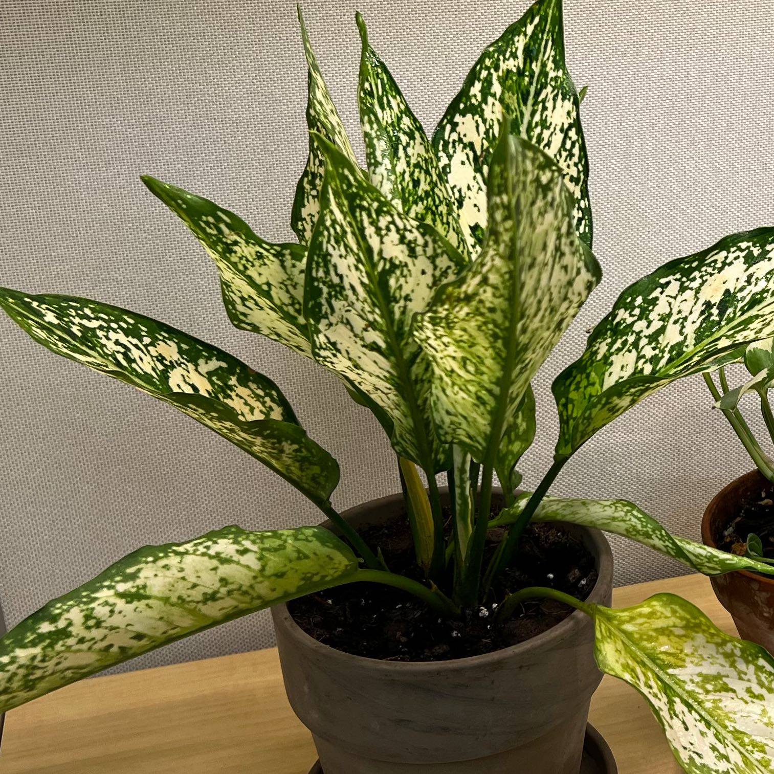Aglaonema 'Spring Snow' plant in a pot with variegated green and white leaves.