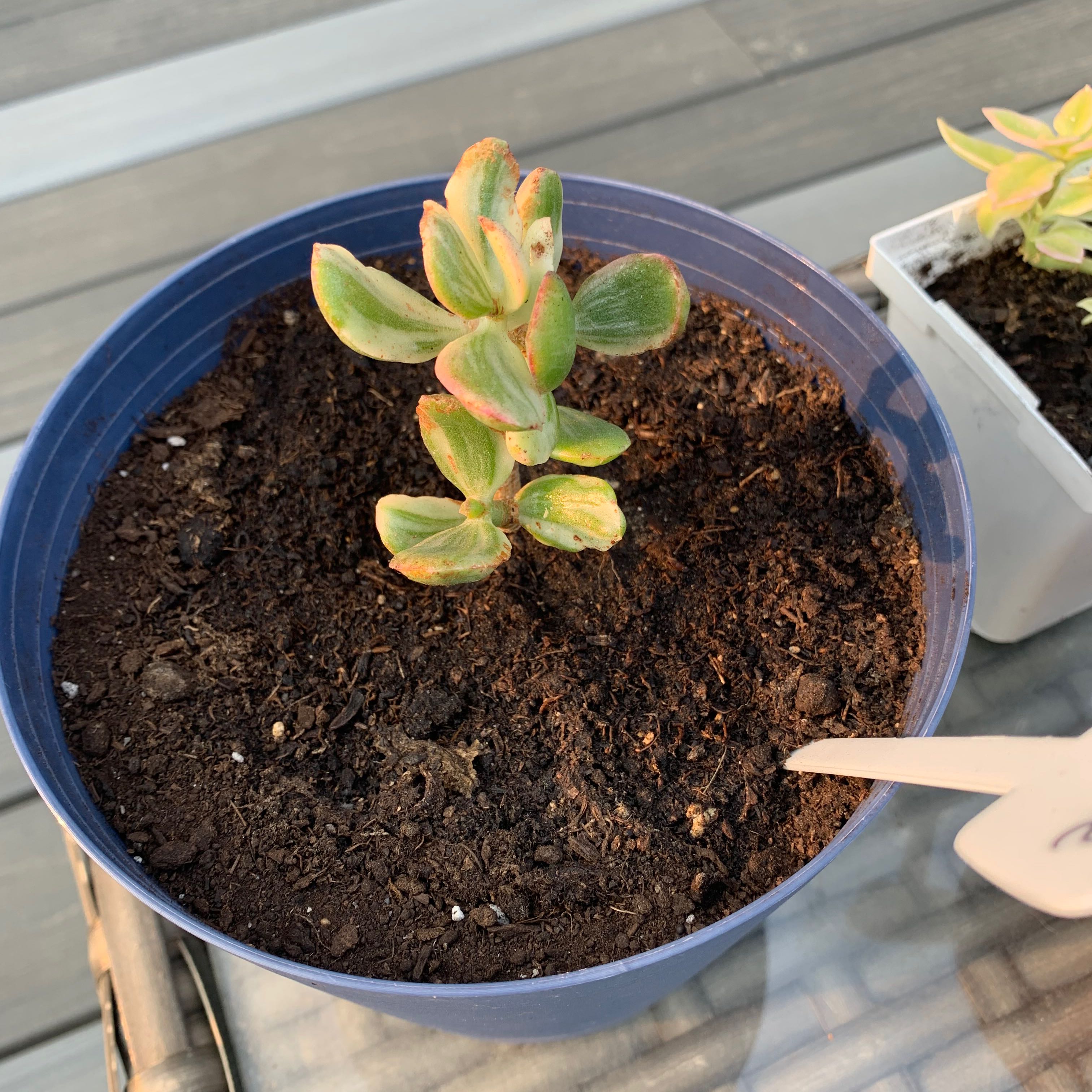 Variegated Jade plant in a blue pot with visible soil and some leaf discoloration.