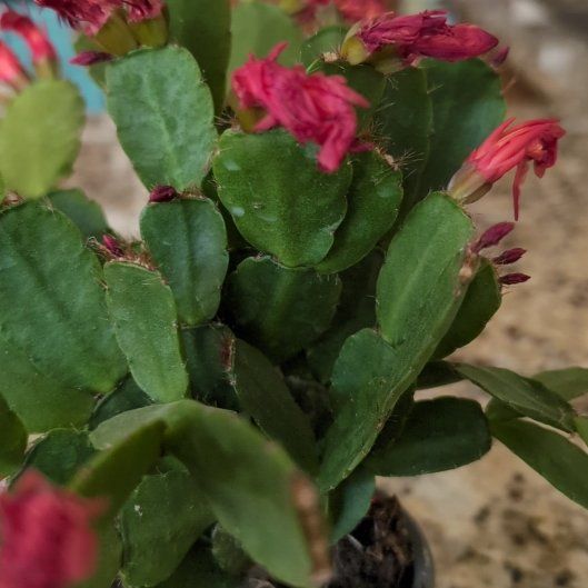 Photo of the plant species Rhipsalidopsis gaertneri 'Red' by @TimelyGreyalder named Ulysses S Plant on Greg, the plant care app