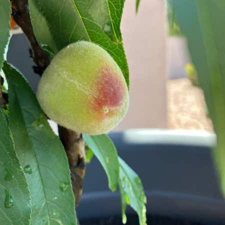 Photo of the plant species Bonanza Patio Peach Tree by @FieryGrasspea named Peaches on Greg, the plant care app