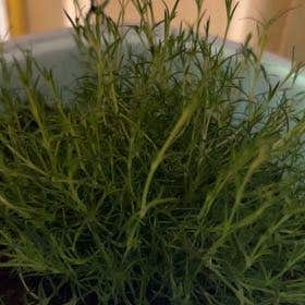 Photo of the plant species Scotch Moss by @SunnyTanekaha named Terra on Greg, the plant care app