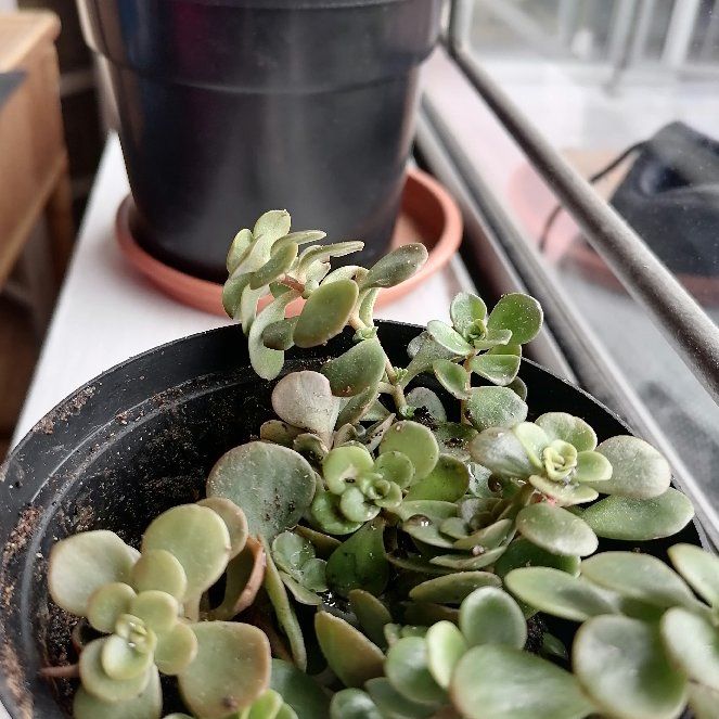 Photo of the plant species Hylotelephium sieboldii 'Variegatum' by @GoodTerranium named Sydney on Greg, the plant care app