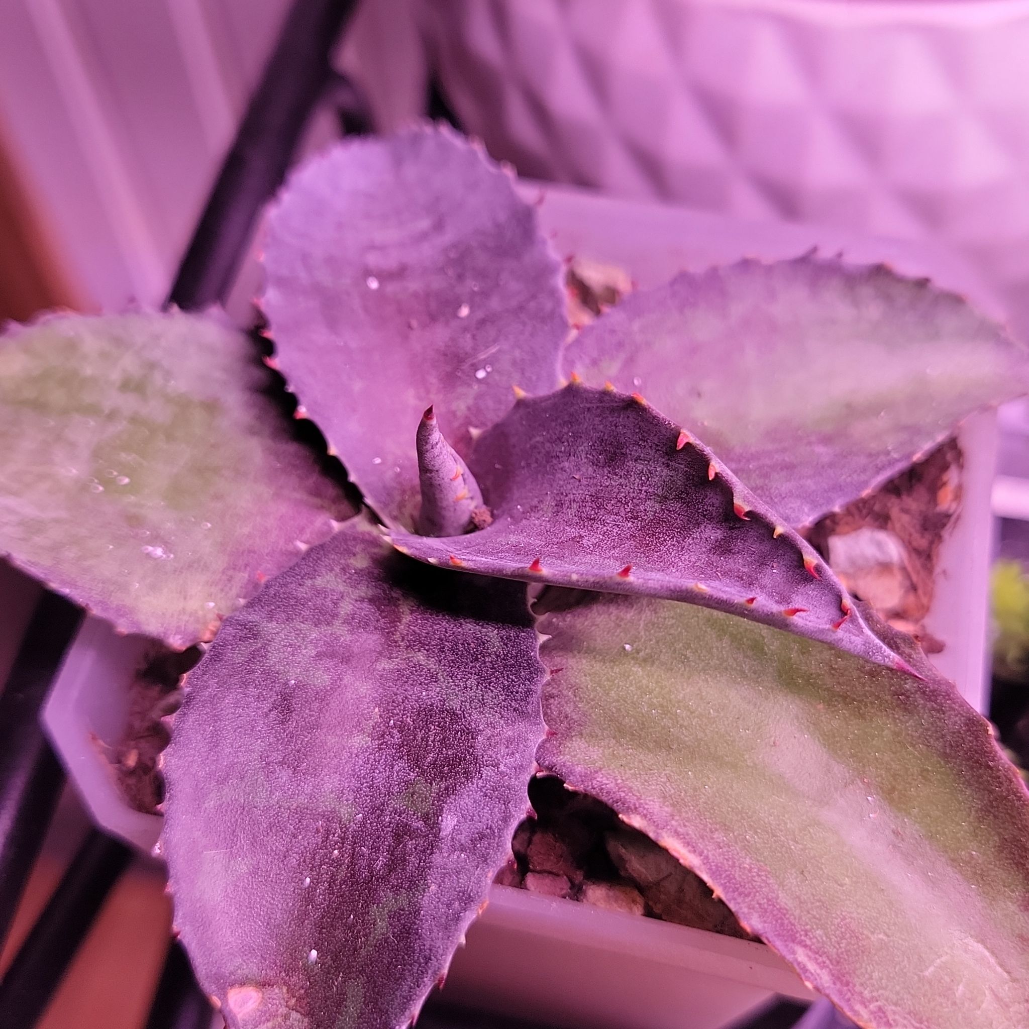 Photo of the plant species Mangave spp. by @SacredToaster named Night Owl on Greg, the plant care app