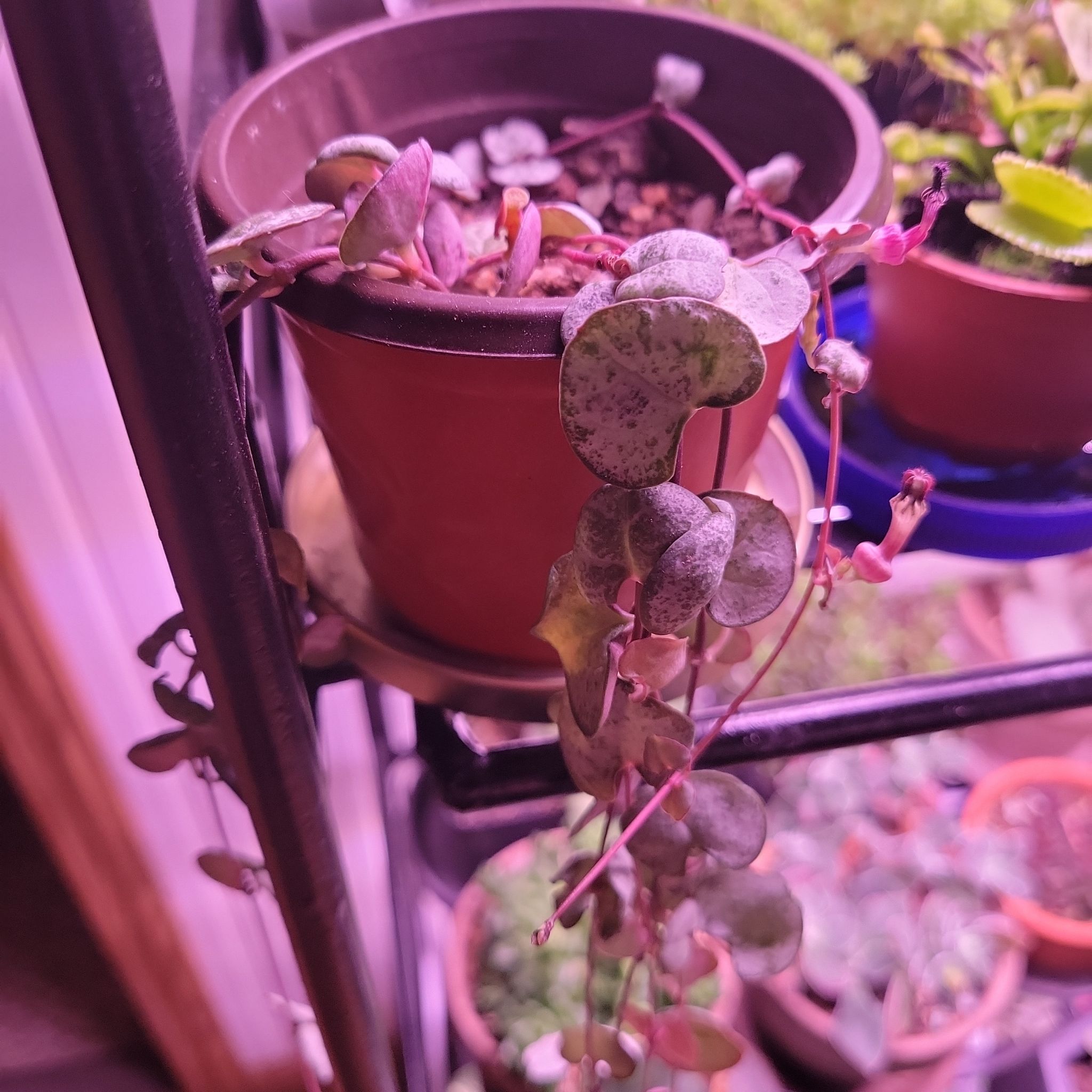 String of Hearts 'Silver Glory' plant in a pot with trailing vines under artificial lighting.