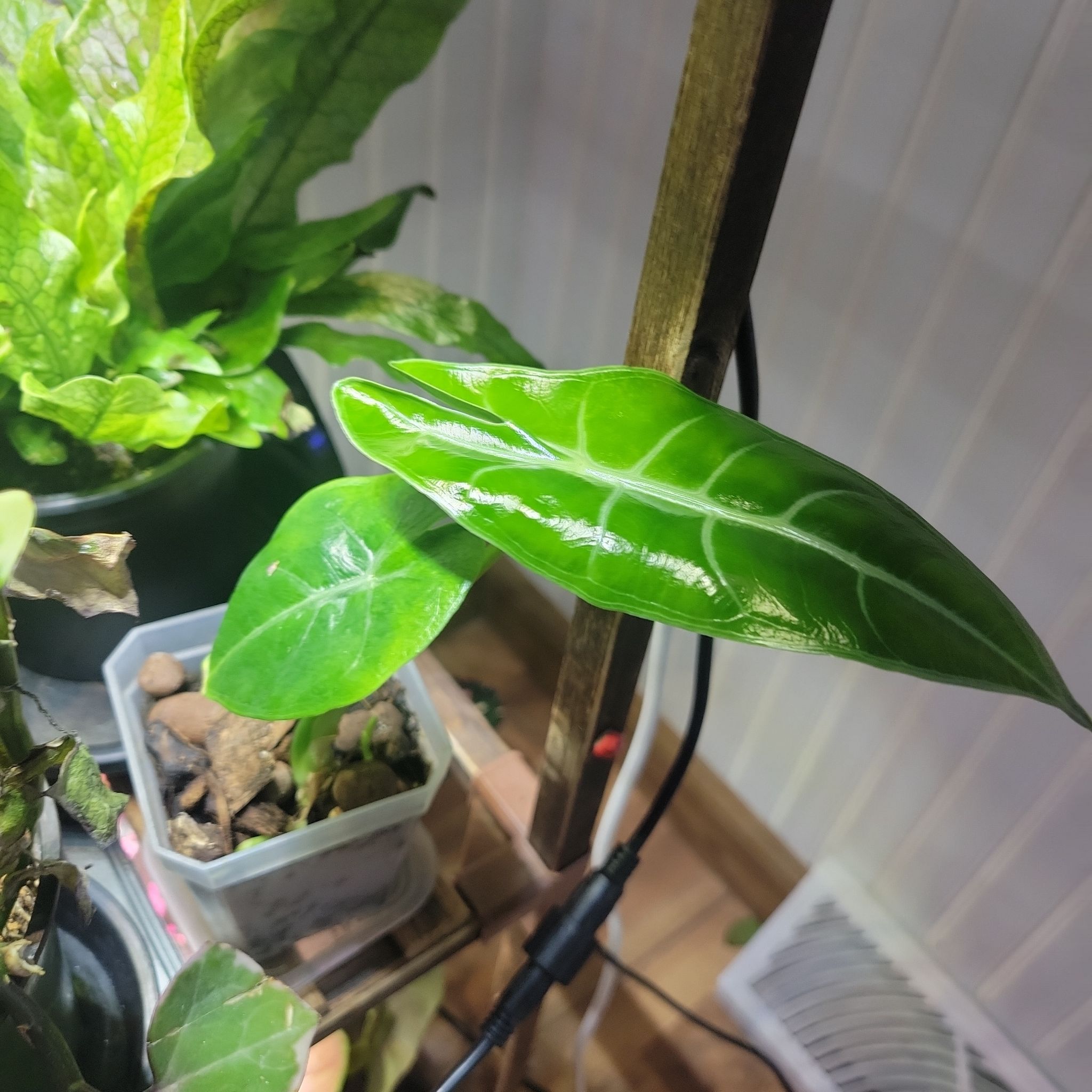 Alocasia longiloba plant with glossy green leaves and visible soil.